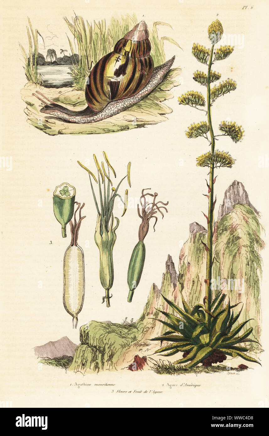 American agave, Agave d’Amerique, Agave americana, 2,3, and giant African snail, Achatina fulica 1. Handcoloured steel engraving by Pfitzer after an illustration by A. Carie Baron from Felix-Edouard Guerin-Meneville's Dictionnaire Pittoresque d'Histoire Naturelle (Picturesque Dictionary of Natural History), Paris, 1834-39. Stock Photo