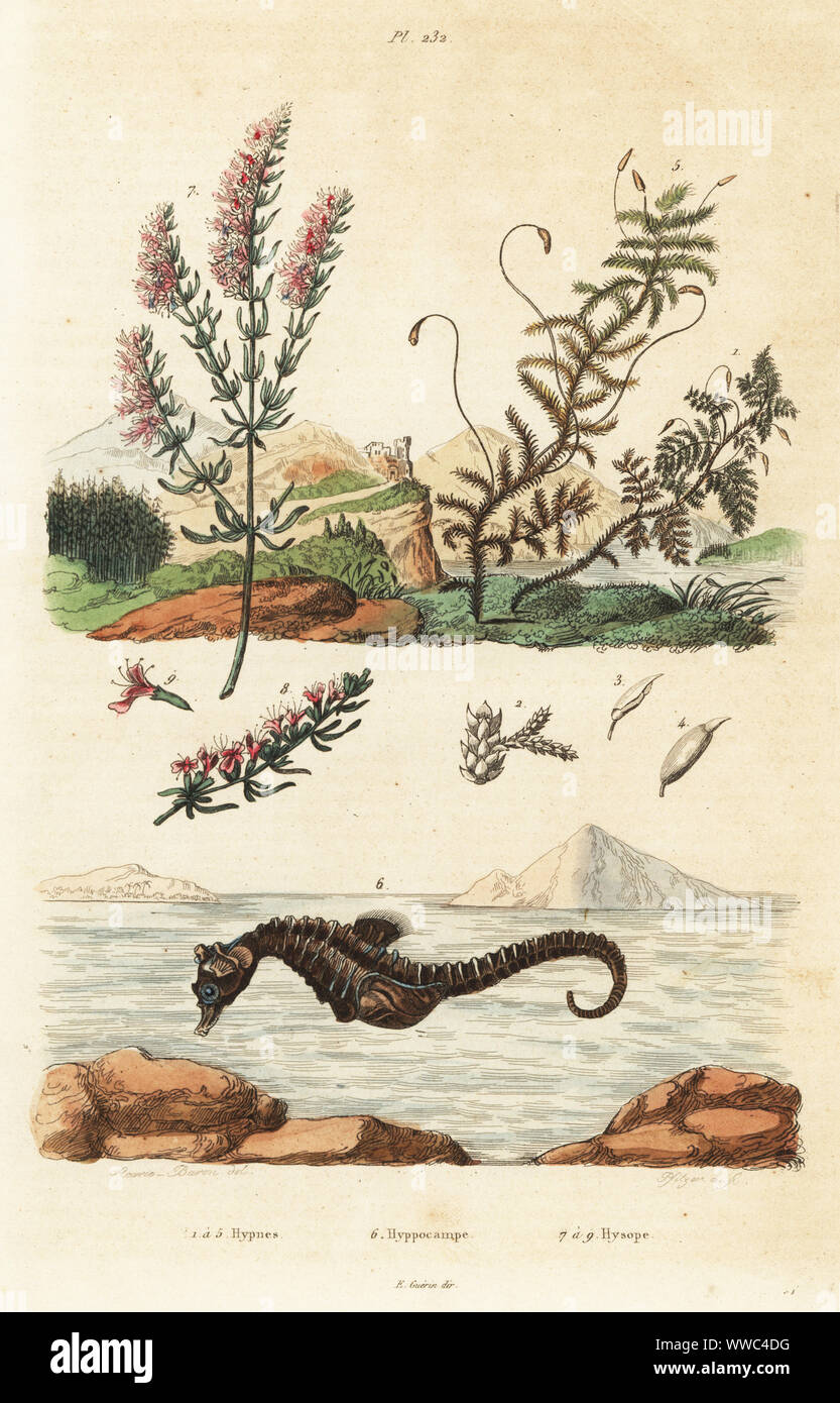Mosses, Thuidium tamariscinum and Calliergonella cuspidata 1-5,  short-snouted seahorse, Hippocampus hippocampus 6, and hyssop, Hyssopus officinalis. Hypnes, Hyppocampe, Hysope. Handcoloured steel engraving by Pfitzer after an illustration by A. Carie Baron from Felix-Edouard Guerin-Meneville's Dictionnaire Pittoresque d'Histoire Naturelle (Picturesque Dictionary of Natural History), Paris, 1834-39. Stock Photo