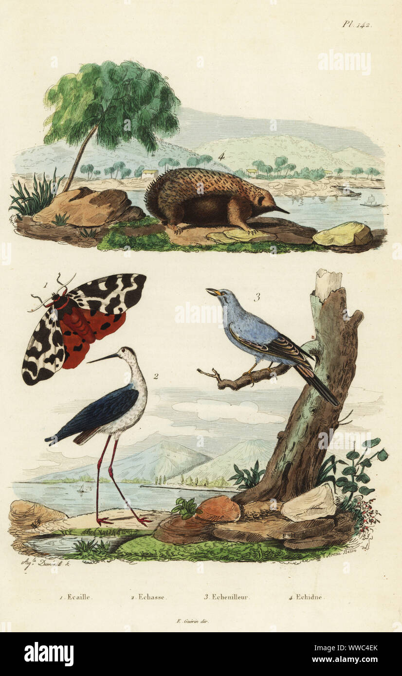 Great tiger moth, Arctia caja 1, black-winged stilt, Himantopus himantopus 2, grey cuckooshrike, Coracina caesia 3, short-beaked echidna, Tachyglossus aculeatus 4. Ecaille, Echasse, Echenilleur, Echnide. Handcoloured steel engraving by Auguste Dumeril after an illustration by A. Carie Baron from Felix-Edouard Guerin-Meneville's Dictionnaire Pittoresque d'Histoire Naturelle (Picturesque Dictionary of Natural History), Paris, 1834-39. Stock Photo