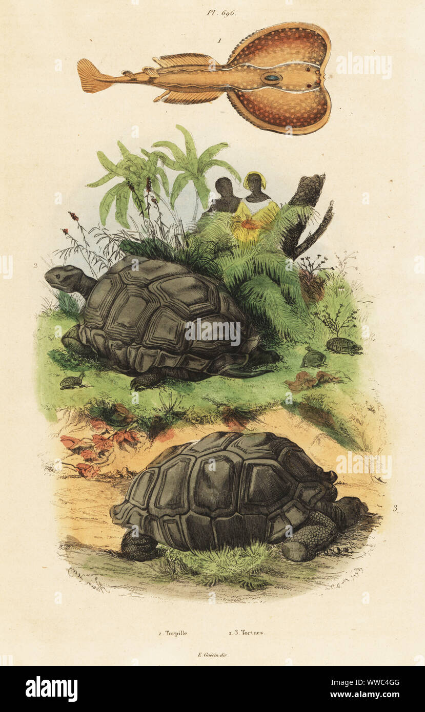 Common torpedo, Torpedo torpedo 1, and vulnerable Aldabra giant tortoise, Aldabrachelys gigantea 2,3. Torpille, Tortues. Handcoloured steel engraving by du Casse after an illustration by Adolph Fries from Felix-Edouard Guerin-Meneville's Dictionnaire Pittoresque d'Histoire Naturelle (Picturesque Dictionary of Natural History), Paris, 1834-39. Stock Photo