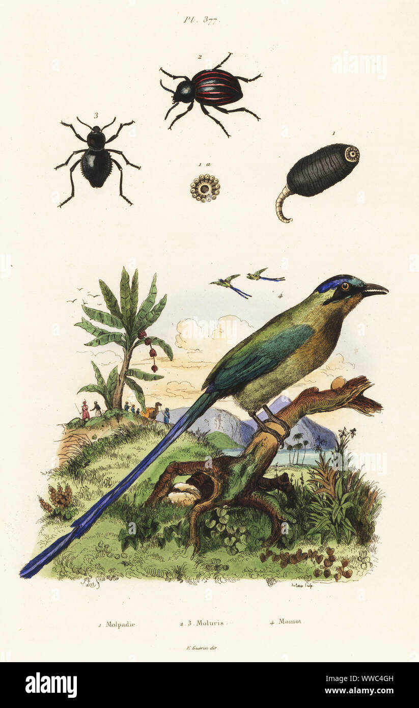 Sea cucumber, Molpadia musculus 1, darkling beetle, Moluris pierreti 2,3, and Amazonian motmot, Momotus momota 4. Molpadie, Moluris, Momot. Handcoloured steel engraving by du Casse after an illustration by Adolph Fries from Felix-Edouard Guerin-Meneville's Dictionnaire Pittoresque d'Histoire Naturelle (Picturesque Dictionary of Natural History), Paris, 1834-39. Stock Photo