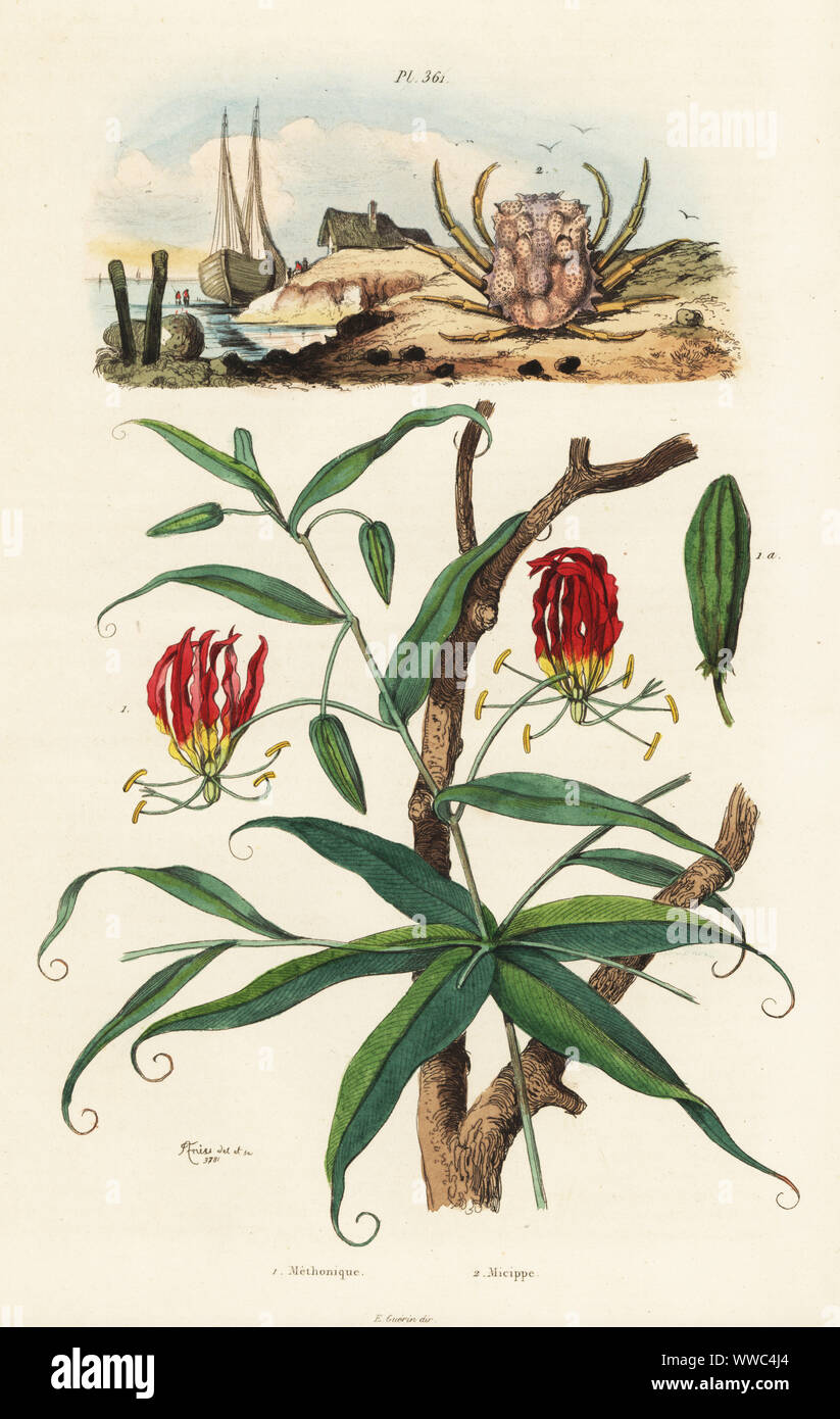 Flame lily, Gloriosa superba 1, and Micippa philyra crab 2. Methonique, Micippe. Handcoloured steel engraving after an illustration by Adolph Fries from Felix-Edouard Guerin-Meneville's Dictionnaire Pittoresque d'Histoire Naturelle (Picturesque Dictionary of Natural History), Paris, 1834-39. Stock Photo