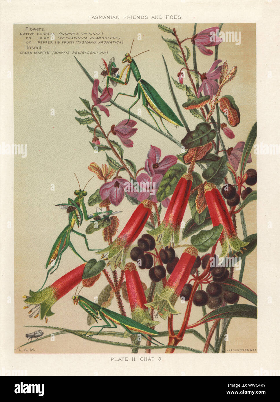 Native fuchsia, Correa speciosa, native lilac, Tetratheca glandulosa, native pepper, Tasmannia aromatica with green mantis, Mantis religiosa var.. Chromolithograph after an illustration by Louisa Anne Meredith from her book Tasmanian Friends and Foes, Feathered, Furred and Finned, Marcus Ward, London, 1881. Stock Photo