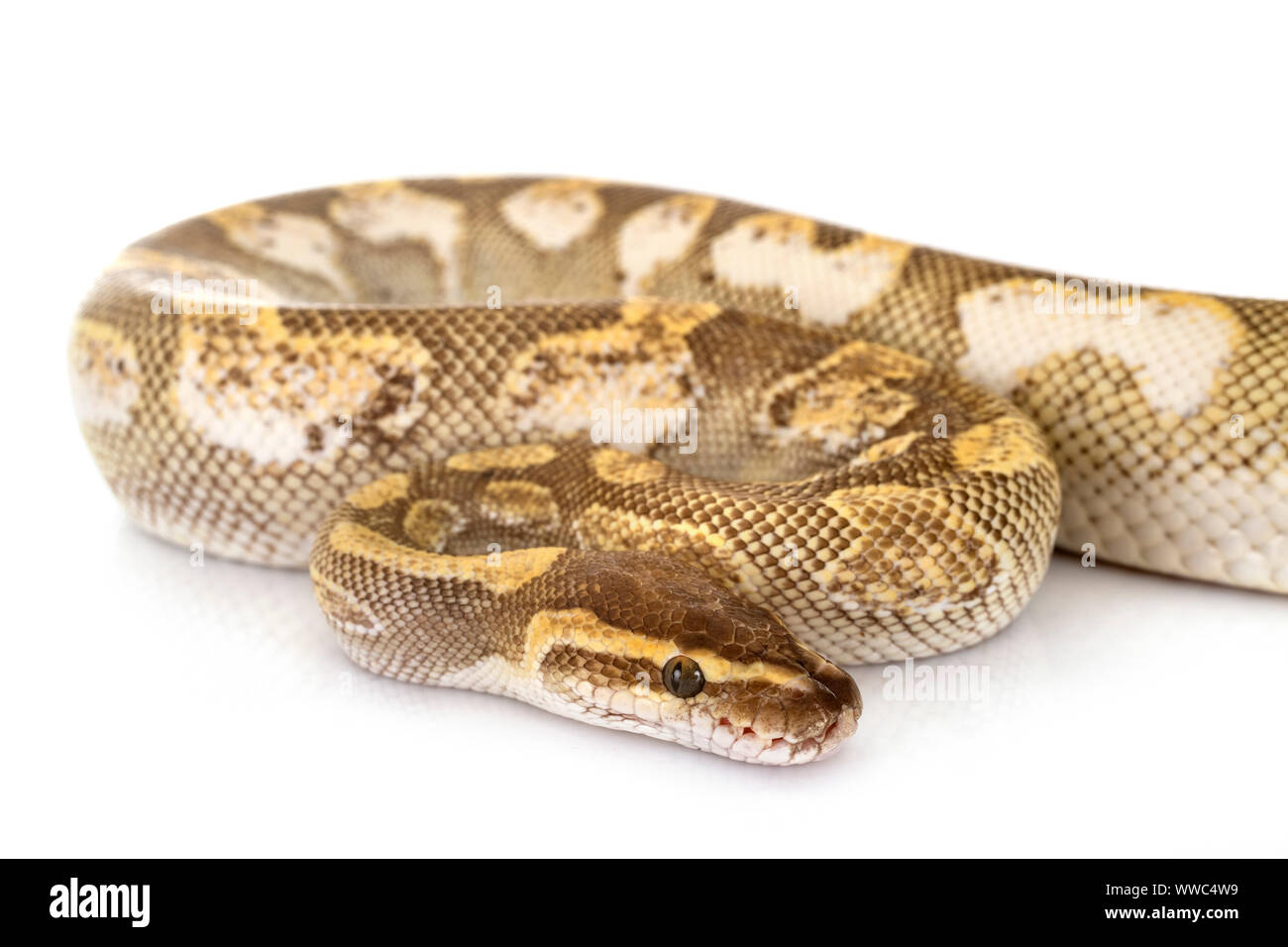 Ball python in front of white background Stock Photo - Alamy