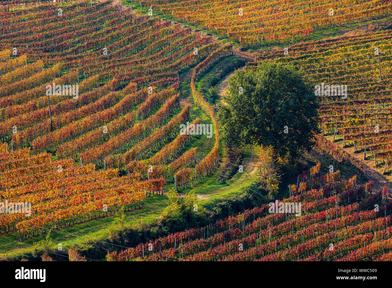 Narrow rural road among colorful autumnal vineyards on the hills of Piedmont, Northern Italy. Stock Photo
