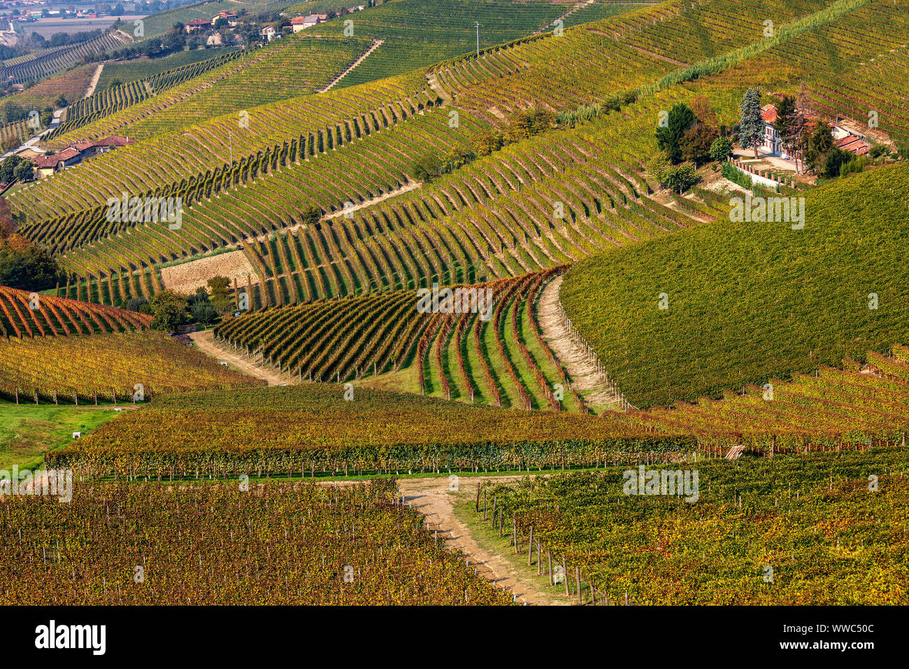 View of hills and colorful autumnal vineyards near Barbaresco in Piedmont, Northern Italy. Stock Photo