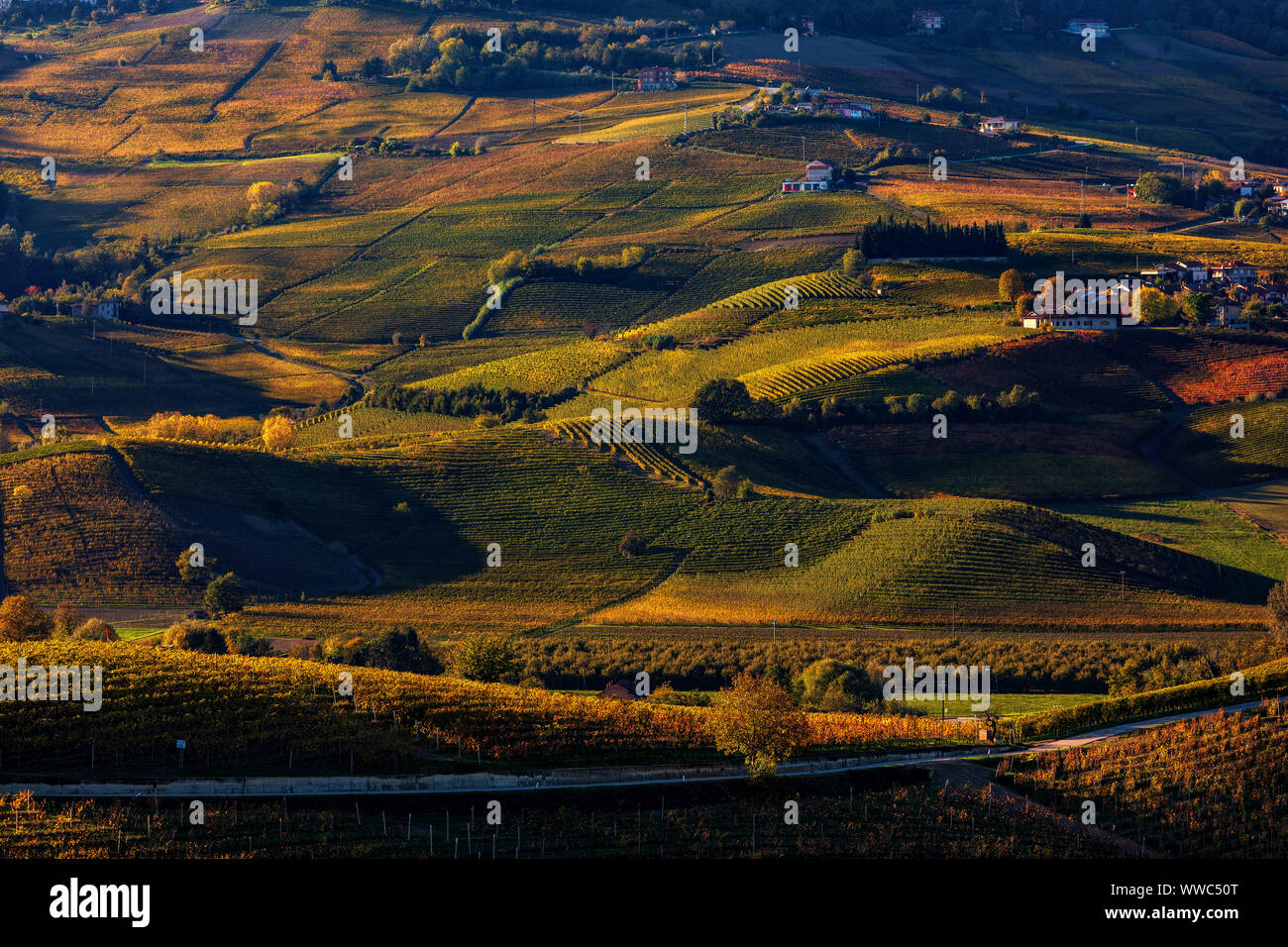 View of colorful autumnal vineyards on the hills of Langhe at sunset in Piedmont, Northern Italy. Stock Photo