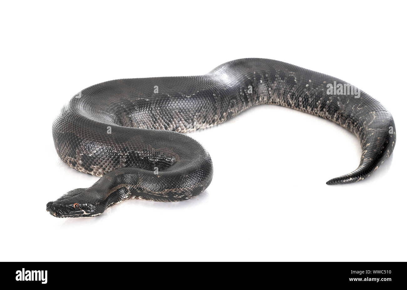 Python curtus black sumatra Cut Out Stock Images & Pictures - Alamy