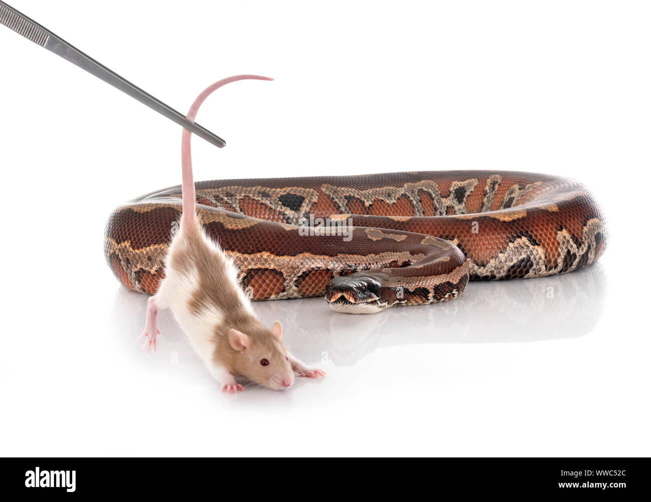 Python brongersmai in front of white background Stock Photo