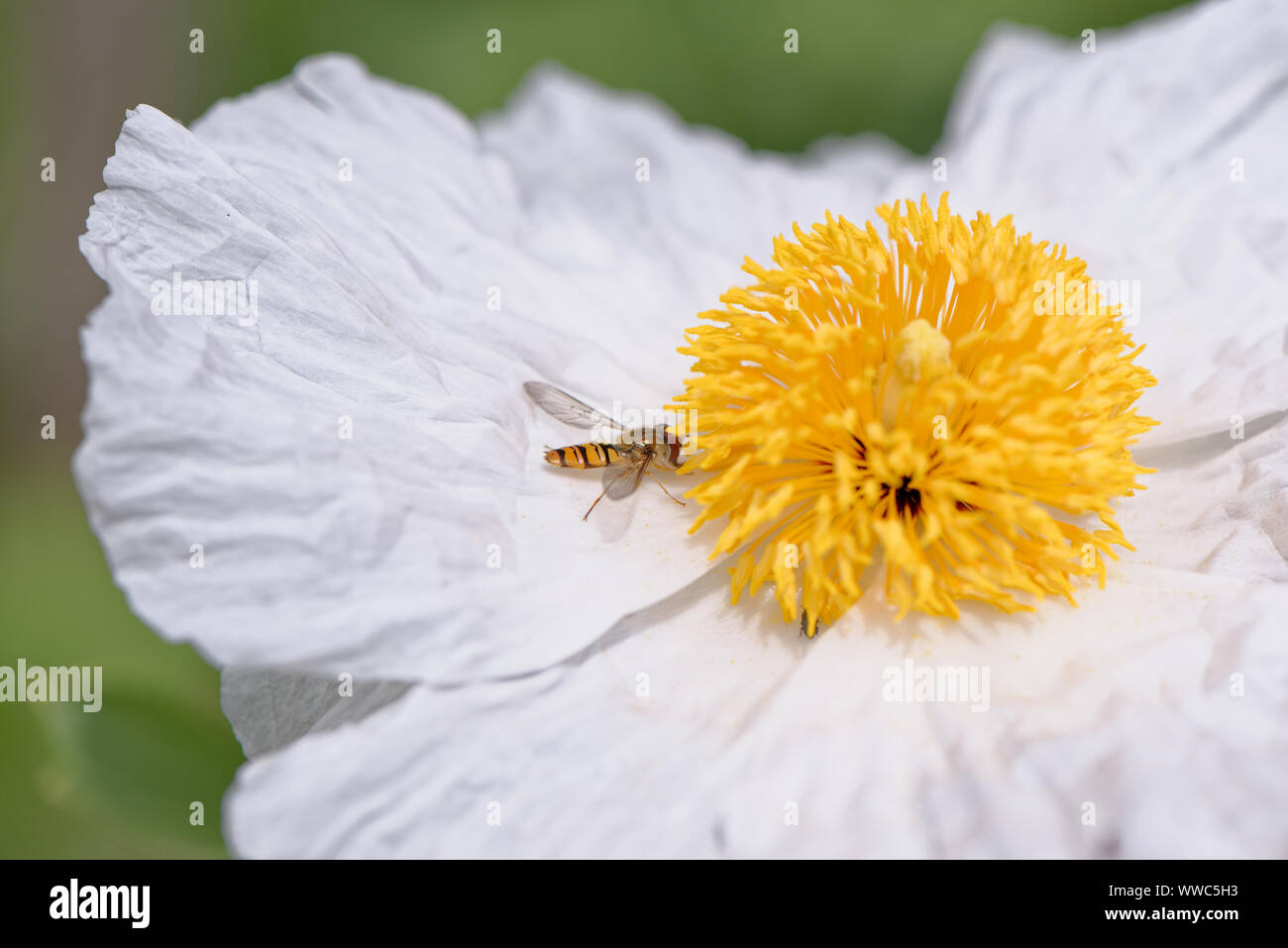 European honey bee on the flower. Flowers provide bees with nectar and