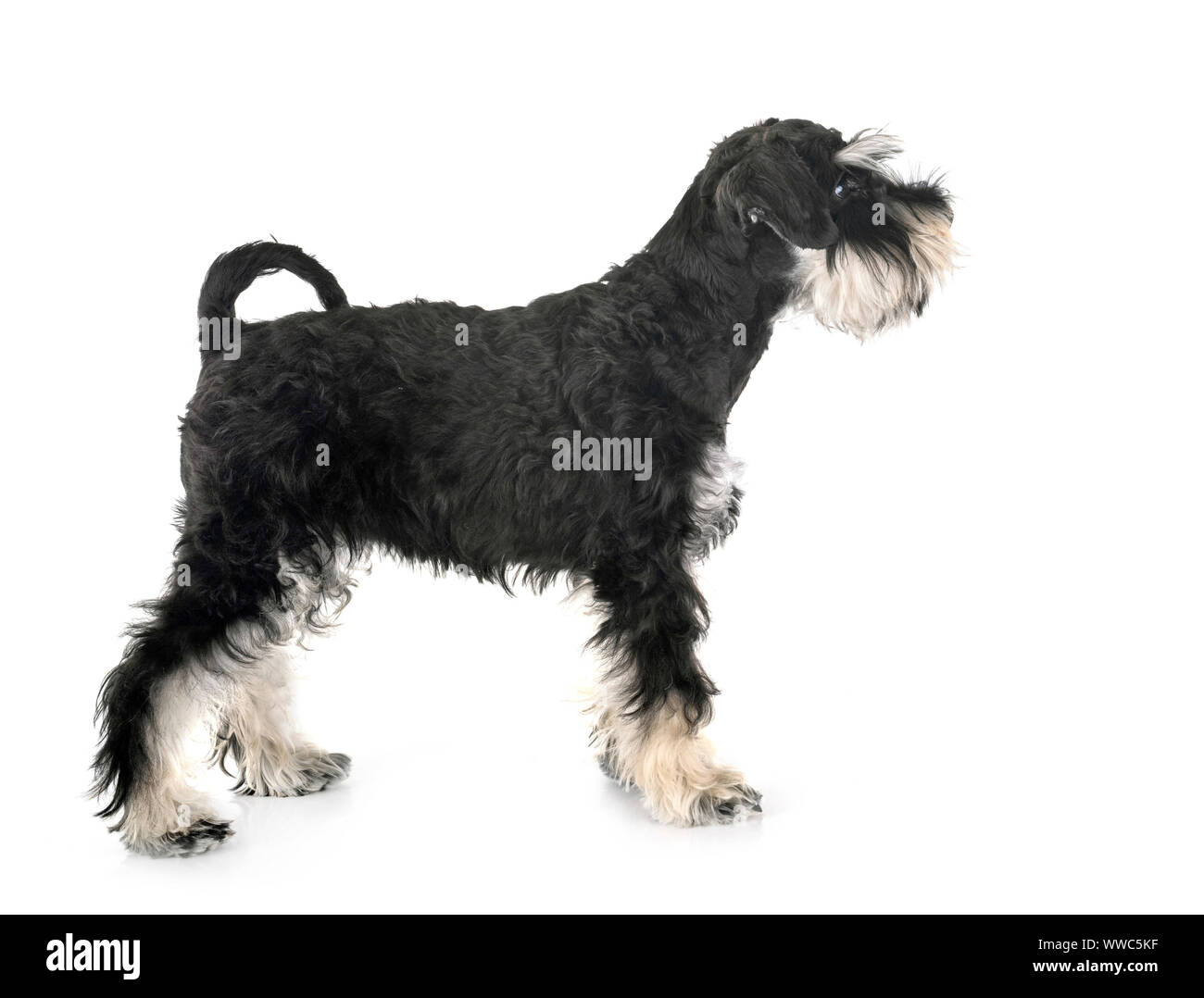 miniature schnauzer in front of white background Stock Photo - Alamy