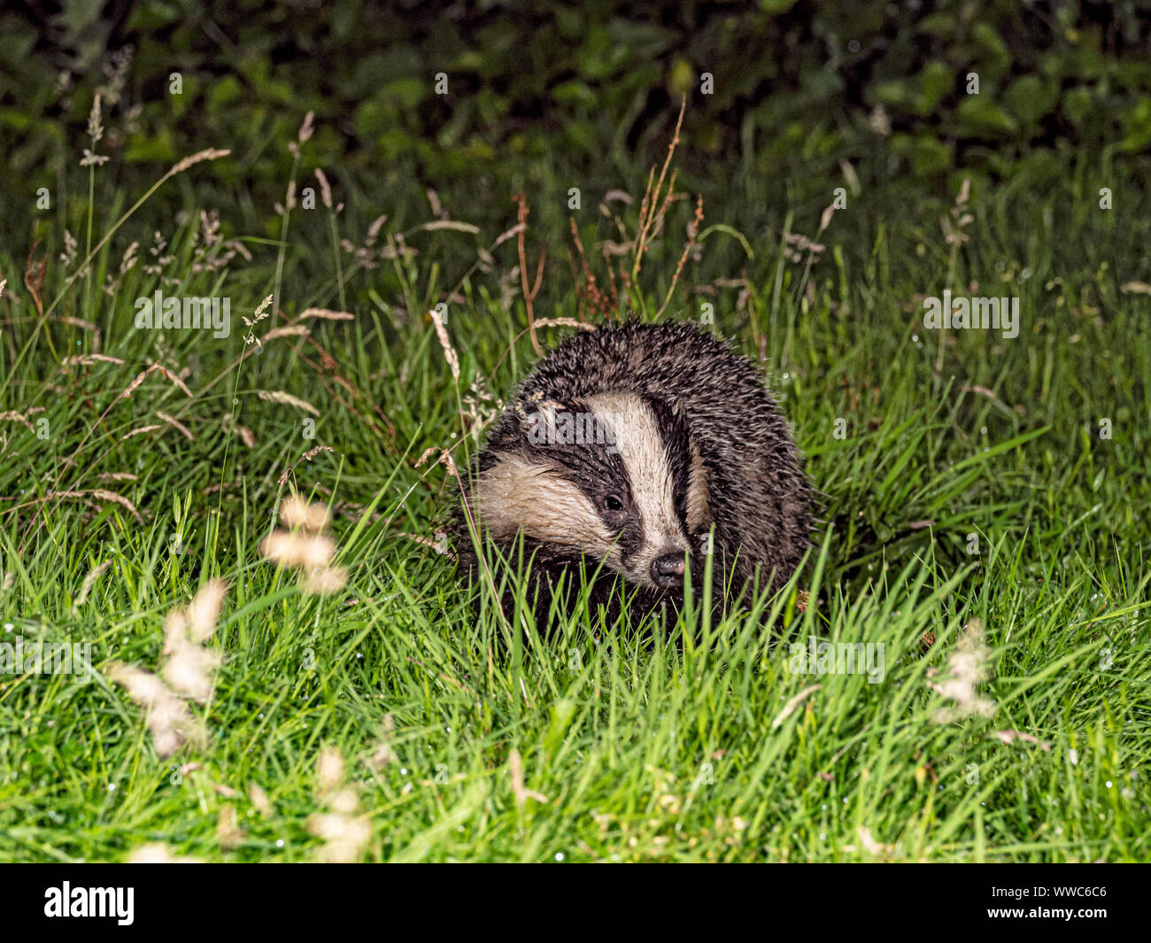 Badger foraging for food at night on woodland edge Stock Photo - Alamy