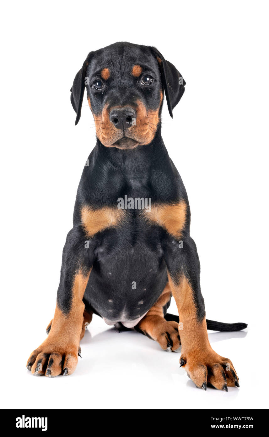 Puppy Doberman Pinscher In Front Of White Background Stock Photo Alamy