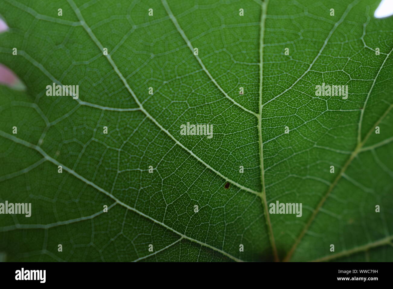 macro leaf veins, leaf texture Stock Photo - Alamy