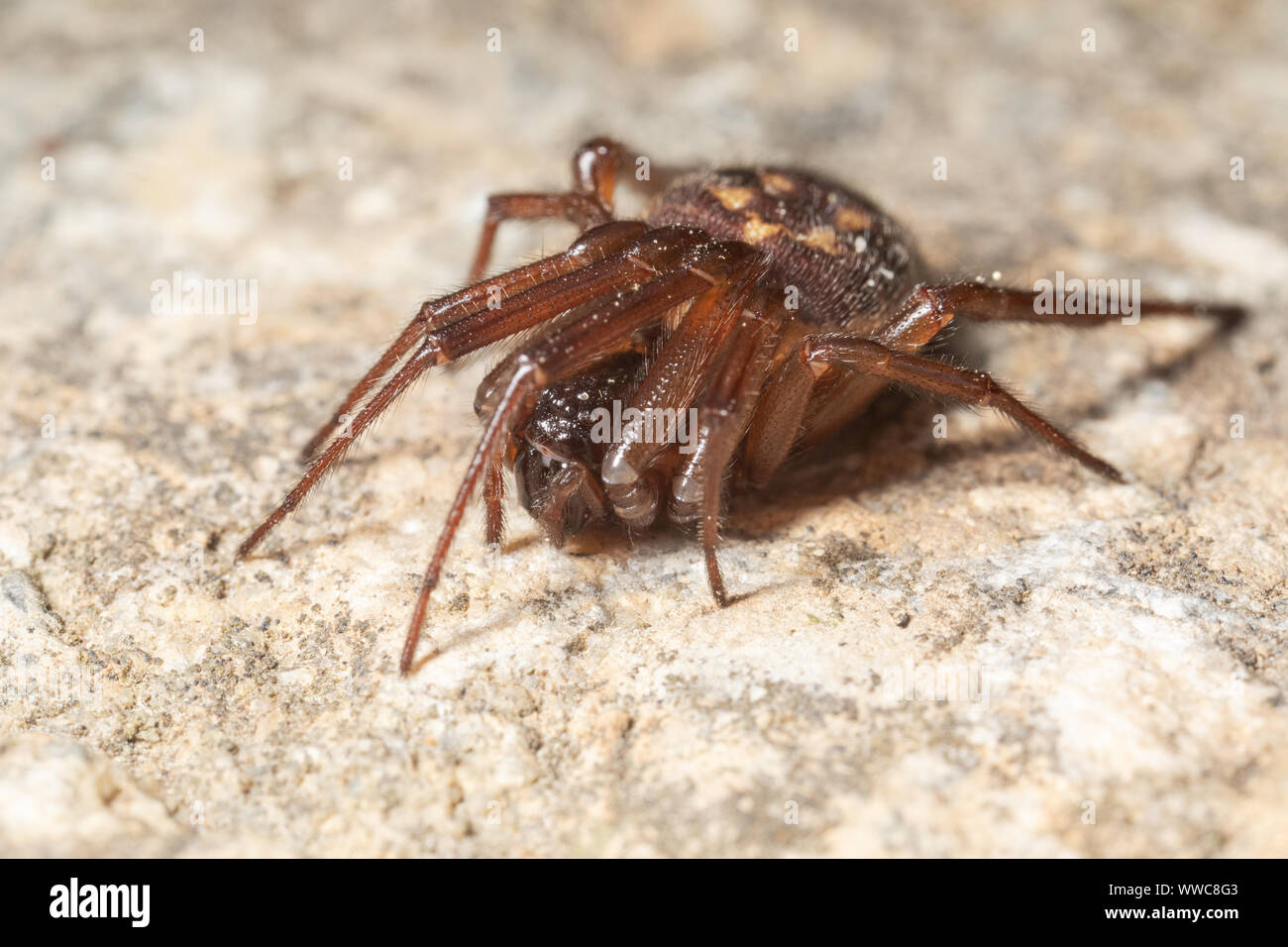 Female noble false widow spider - a species that has got widespread media attention due to the alledged danger it poses to people. Stock Photo