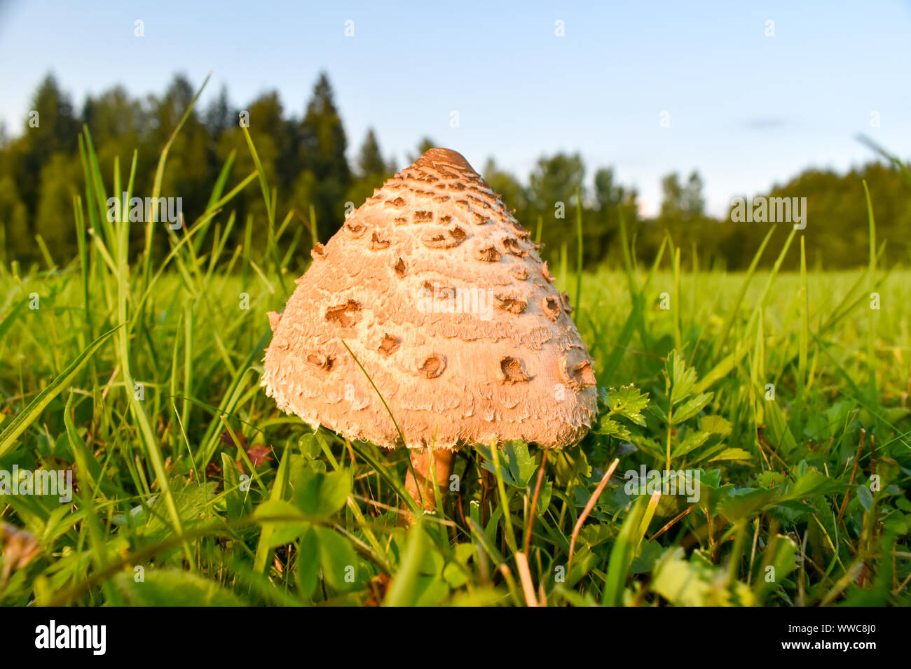 The young parasol (Macrolepiota procera or Lepiota procera) mushroom. Stock Photo