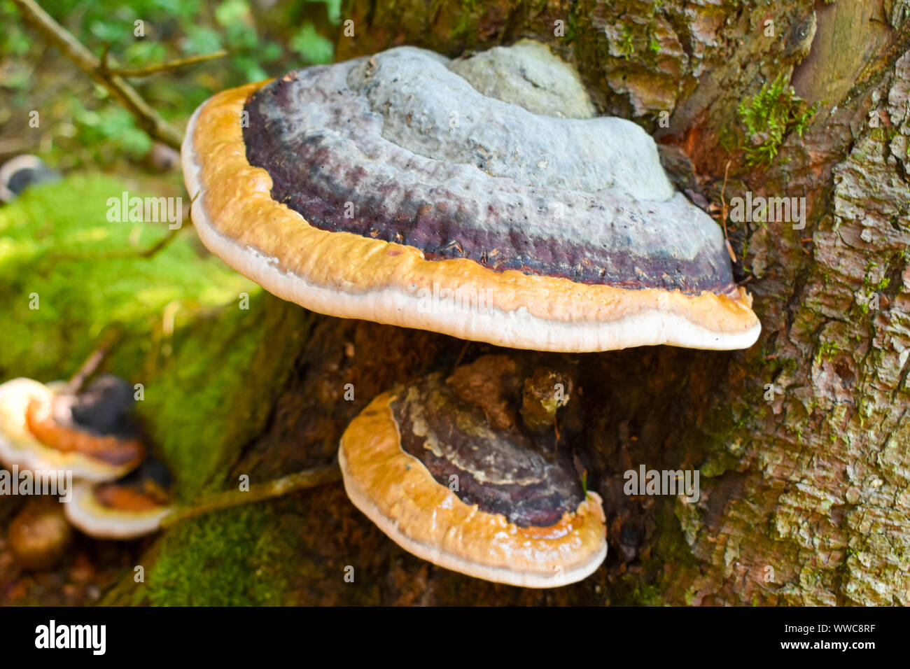 Detail shot of fungus Fomitopsis pinicola Stock Photo - Alamy