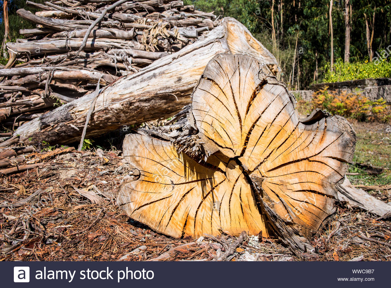 Eucalyptus Tree Trunk Section High Resolution Stock Photography And Images Alamy