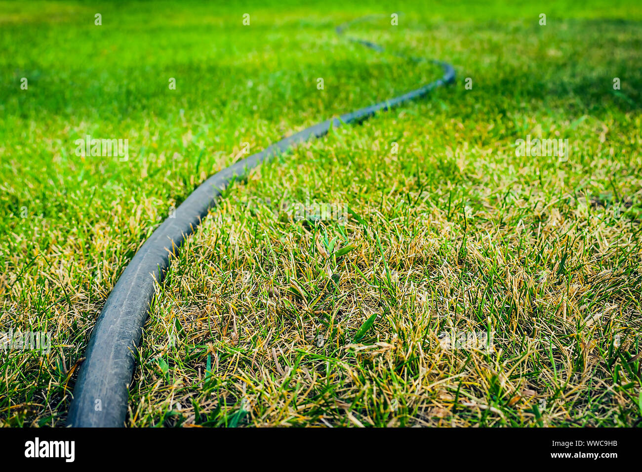 Low Angle View of Black Rubber Garden Hose on Green Lawn. Gardening Concept. Copy Space. Stock Photo