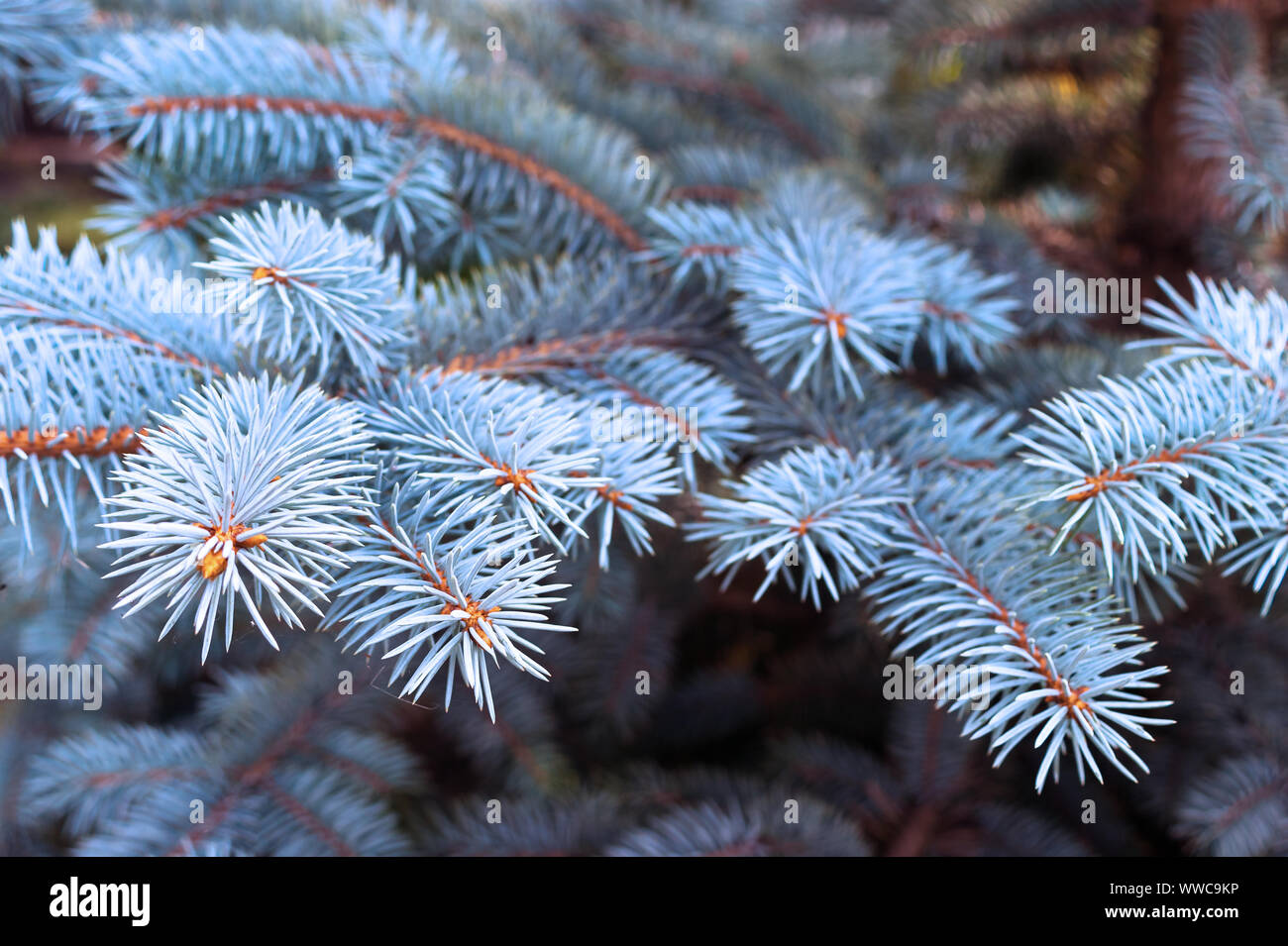 Blue Spruce Branches. New Year, Christmas Tree Concept Stock Photo - Alamy