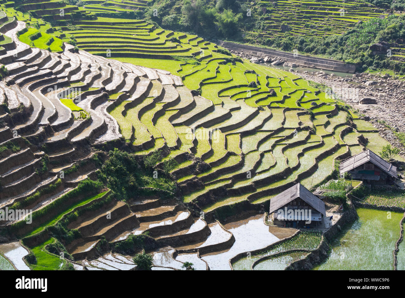 Rice terraces of Sapa with wooden houses at sunset in Lao Cai province