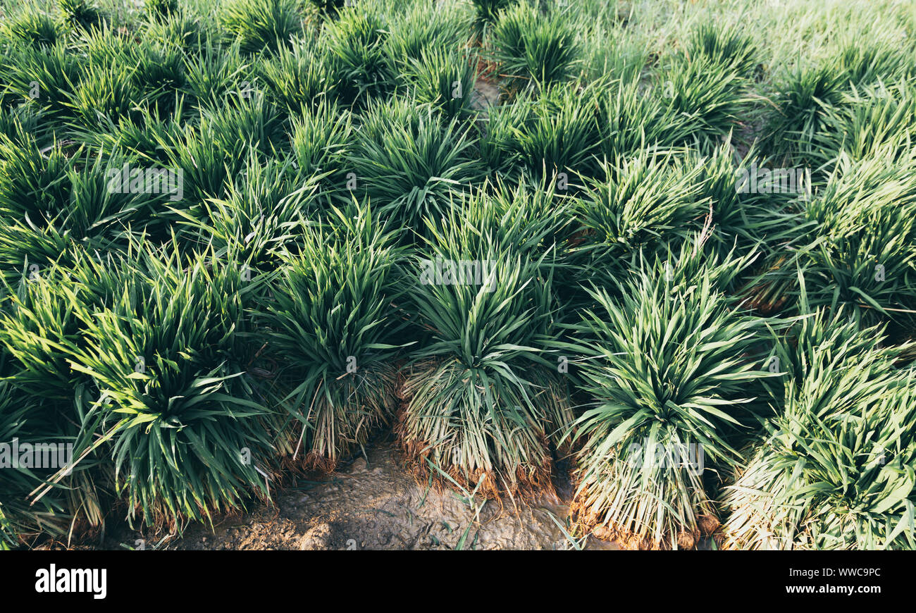Planting rice seed hi-res stock photography and images - Alamy