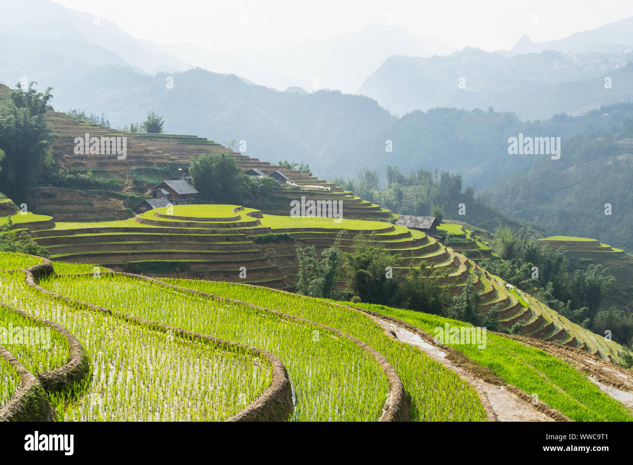 Rice terraces of Sapa with wooden houses at sunset in Lao Cai province