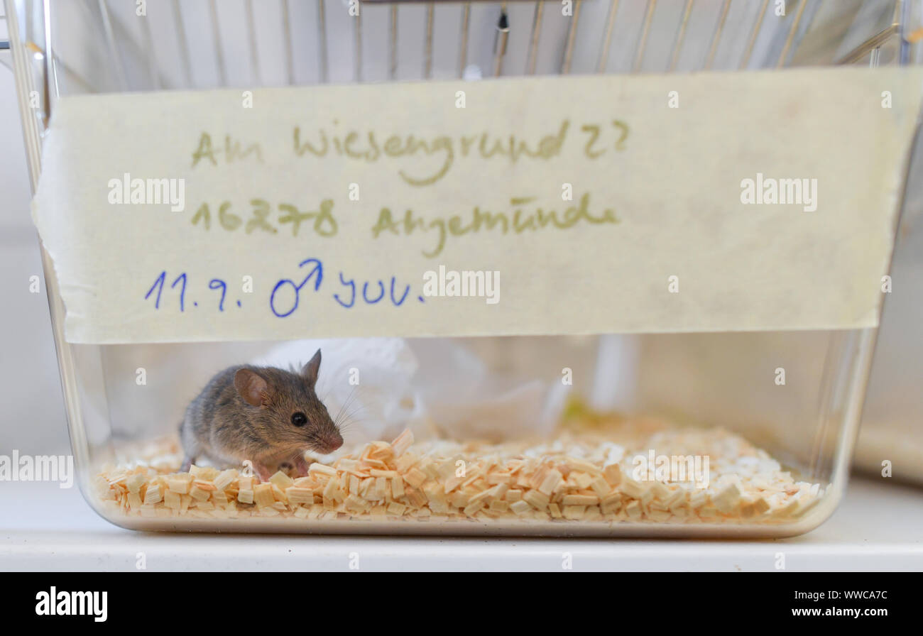 Mus musculus germany hi-res stock photography and images - Alamy