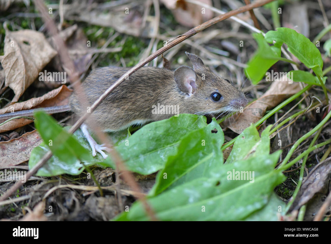 Hartmannsdorf Germany 11th Sep 2019 A Yellow Necked Mouse