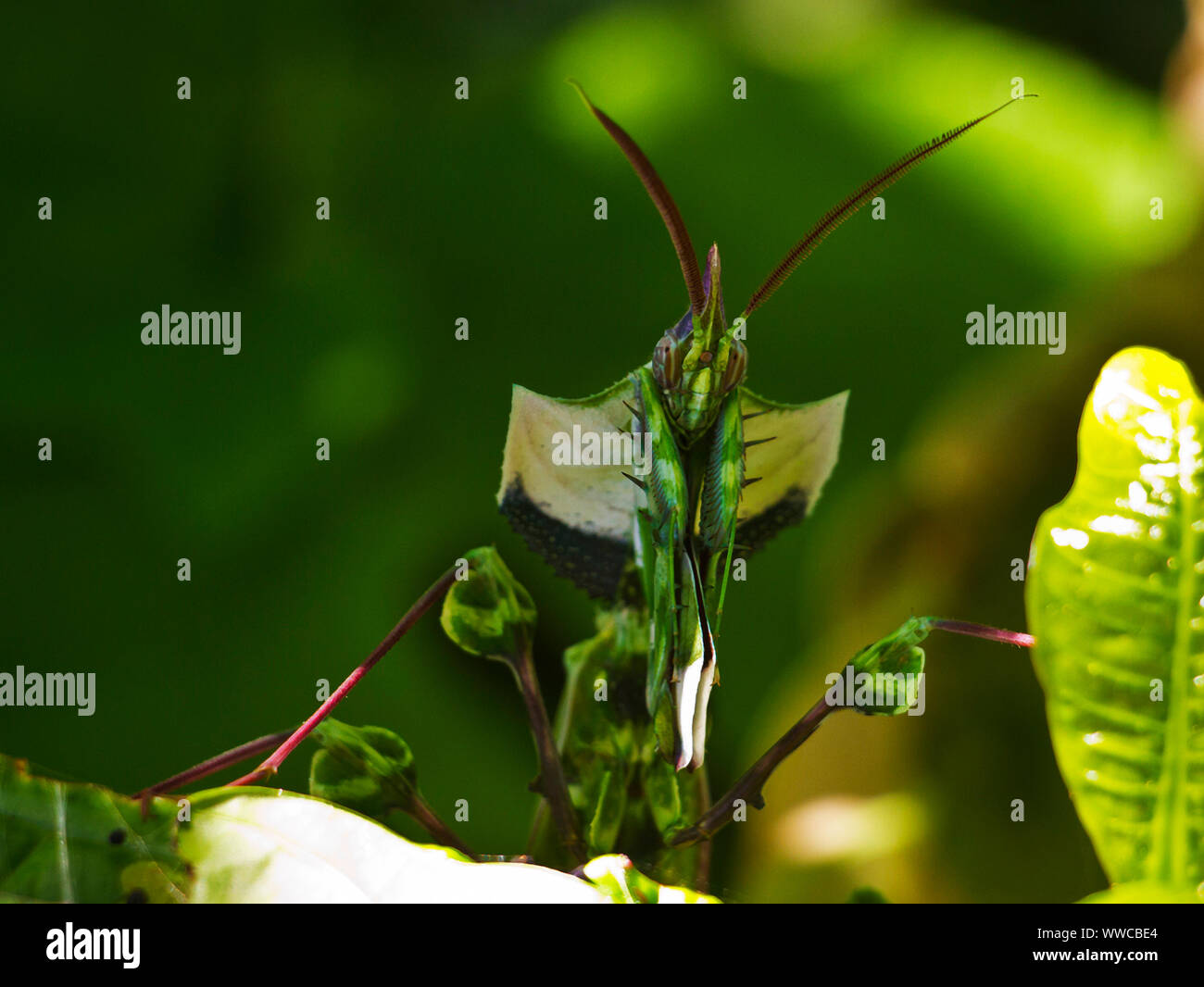 A large and robust female Eyed Flower Mantis stares head on watching every move of what may be prey or a possible threat. Stock Photo