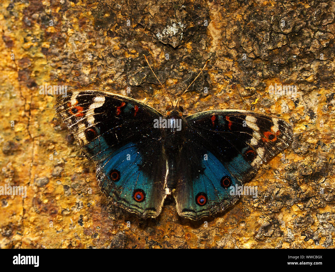 The Eyed Pansy is very similar to their relative the Blue Pansy, and has very similar habits. The lovely colours are on dispaly as they rest on open g Stock Photo