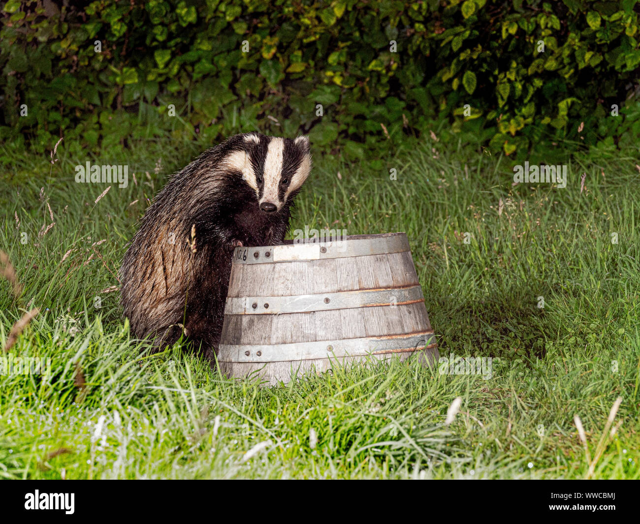 Eurasian Badger climbing and apple tree trunk Stock Photo Alamy