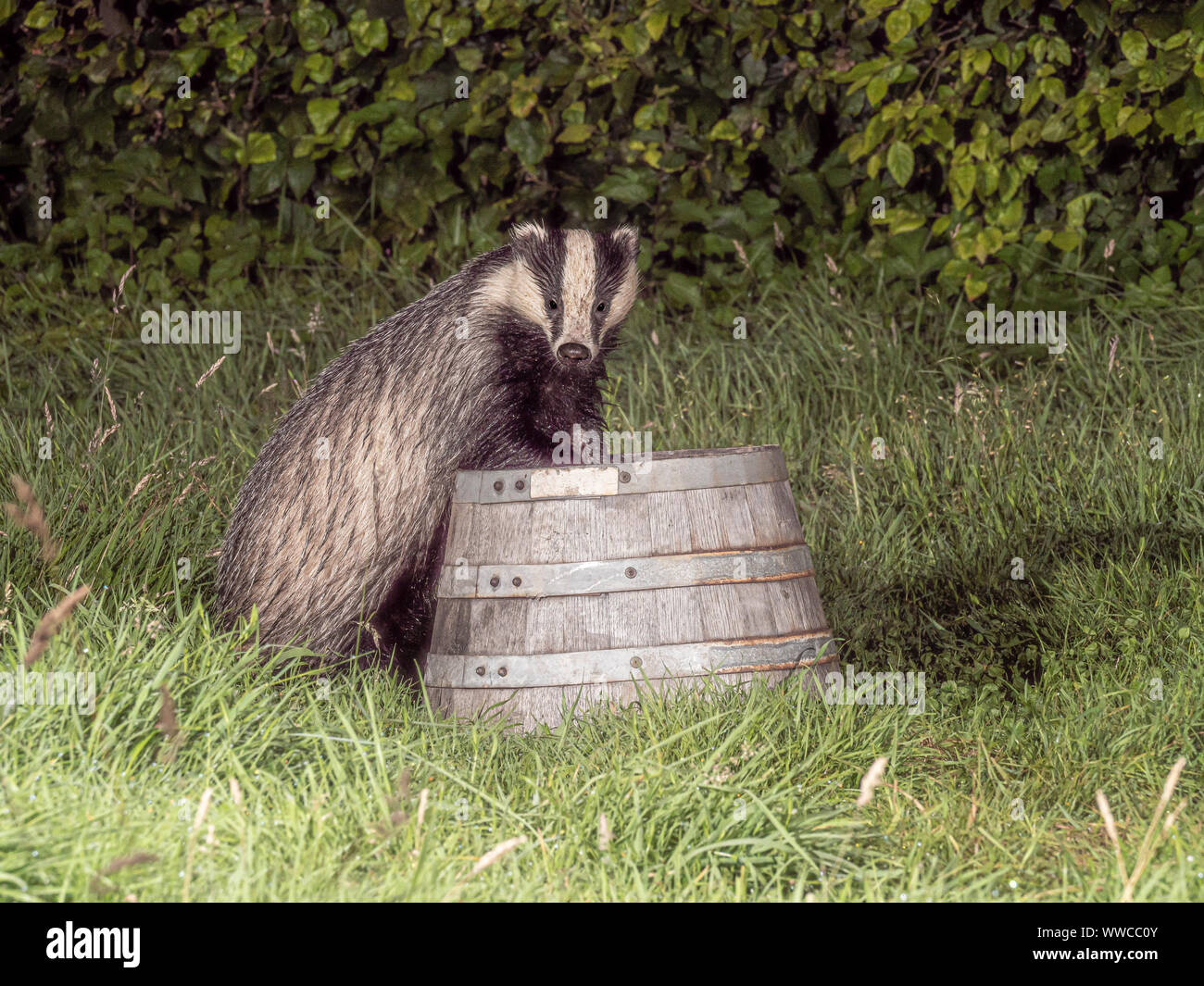 Eurasian Badger climbing and apple tree trunk Stock Photo - Alamy