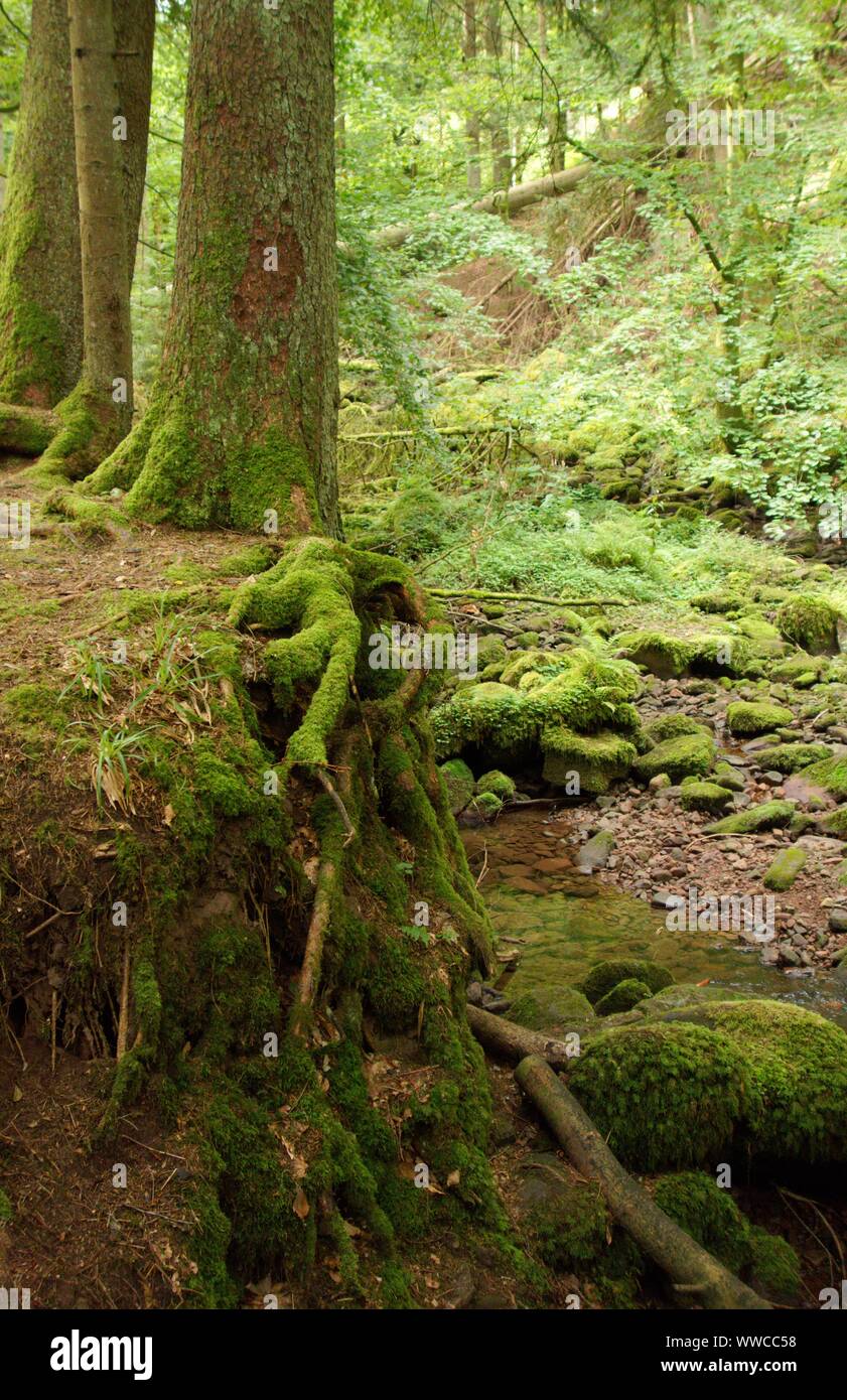 The Black Forest ist one of the most beautiful natures in germany Stock ...
