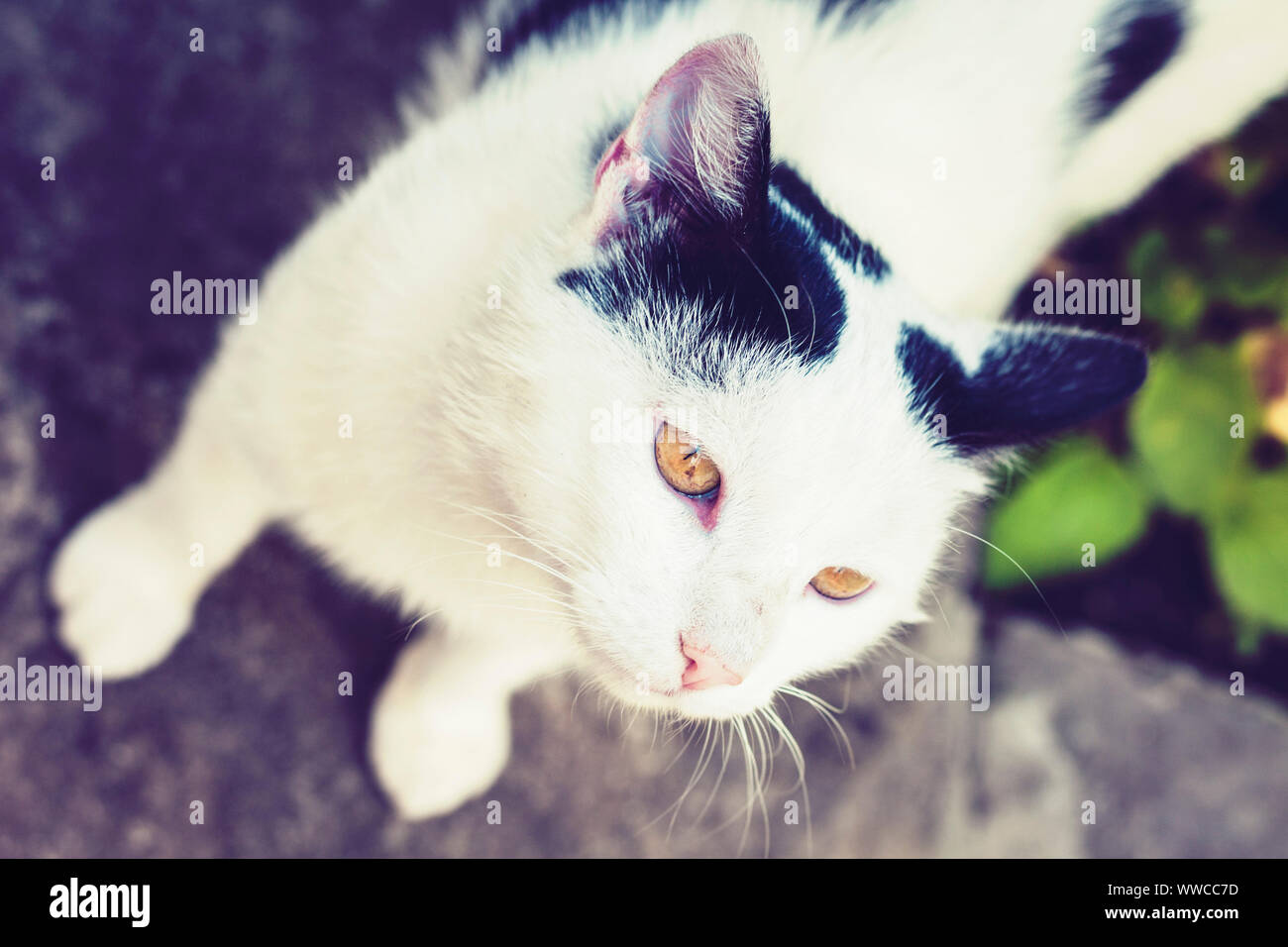 Black and white cat sitting on the sidewalk on the street Stock Photo ...