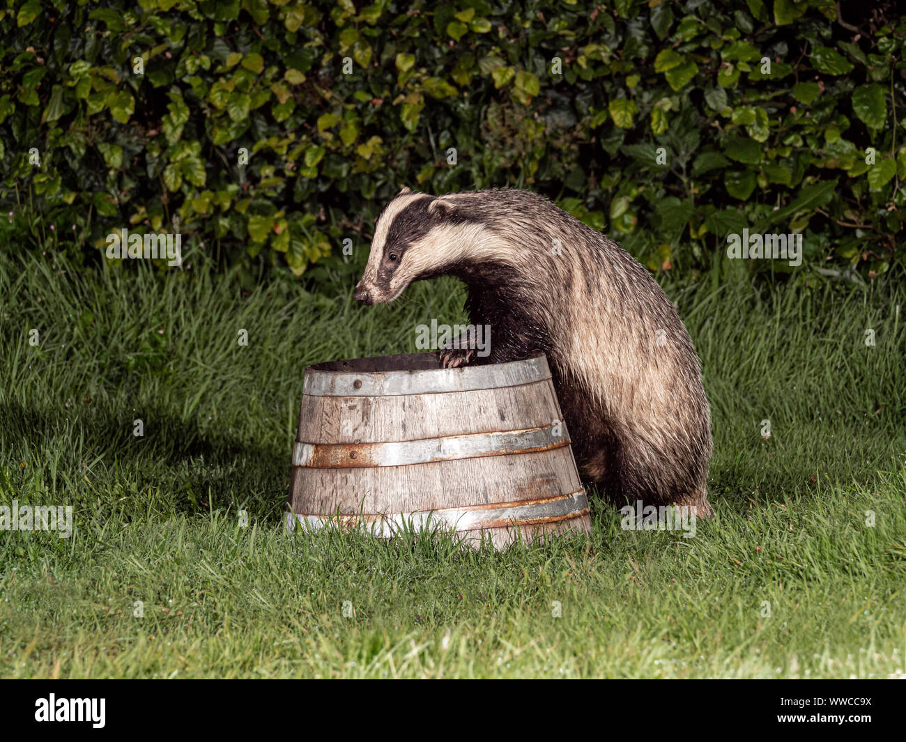 Eurasian Badger climbing and apple tree trunk Stock Photo Alamy