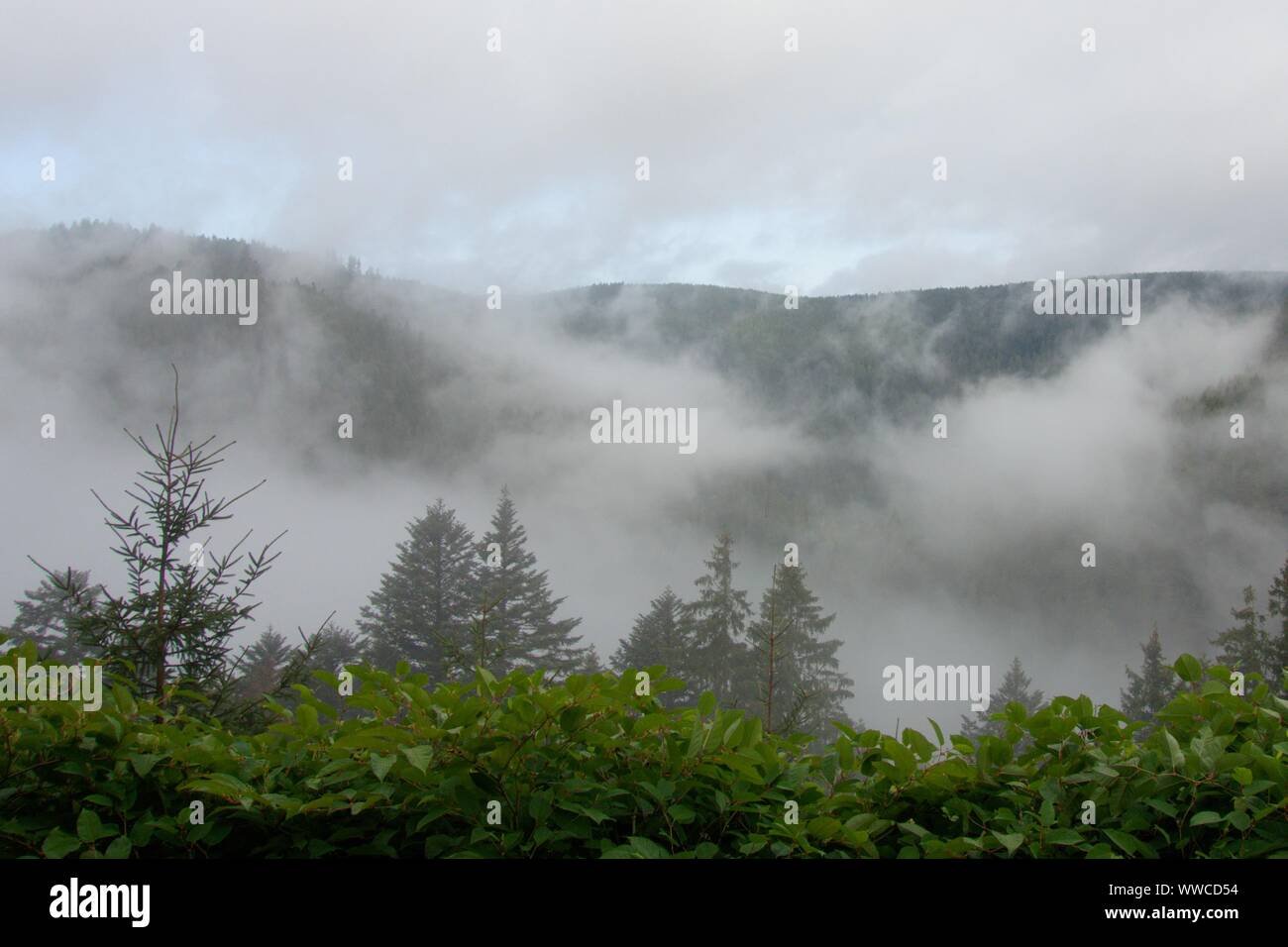 The Black Forest ist one of the most beautiful natures in germany Stock Photo