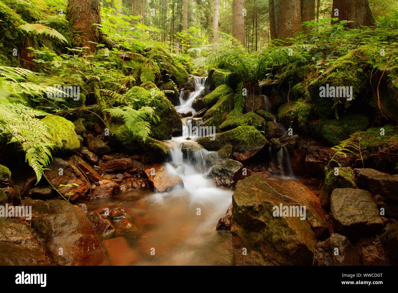 The Black Forest ist one of the most beautiful natures in germany Stock ...