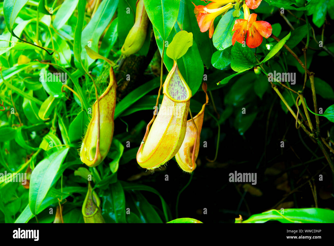 Carnivorous Pitcher Plant in the Wild Stock Photo
