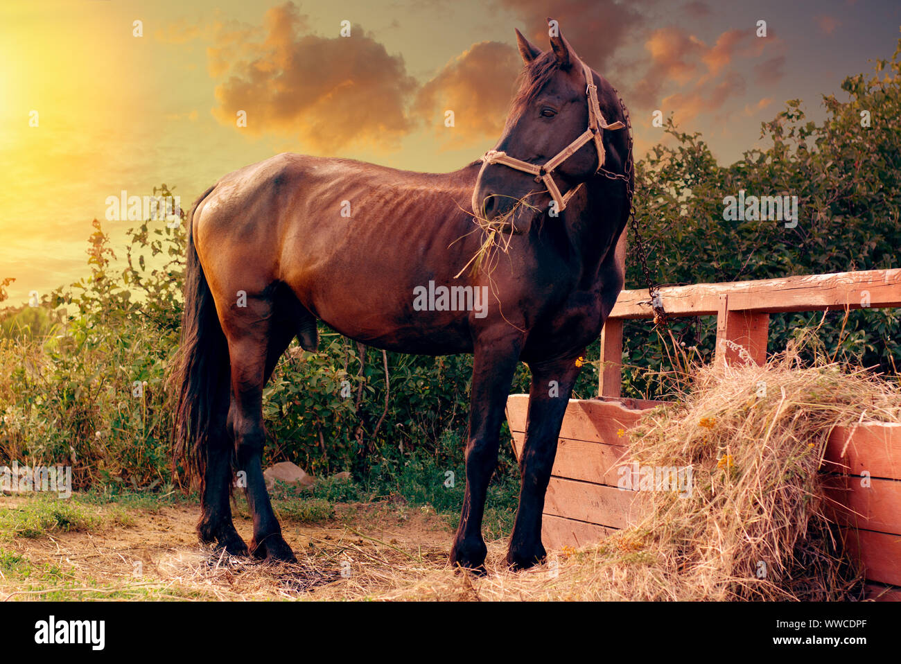 Portrait of a black horse feeding near hitching post in the