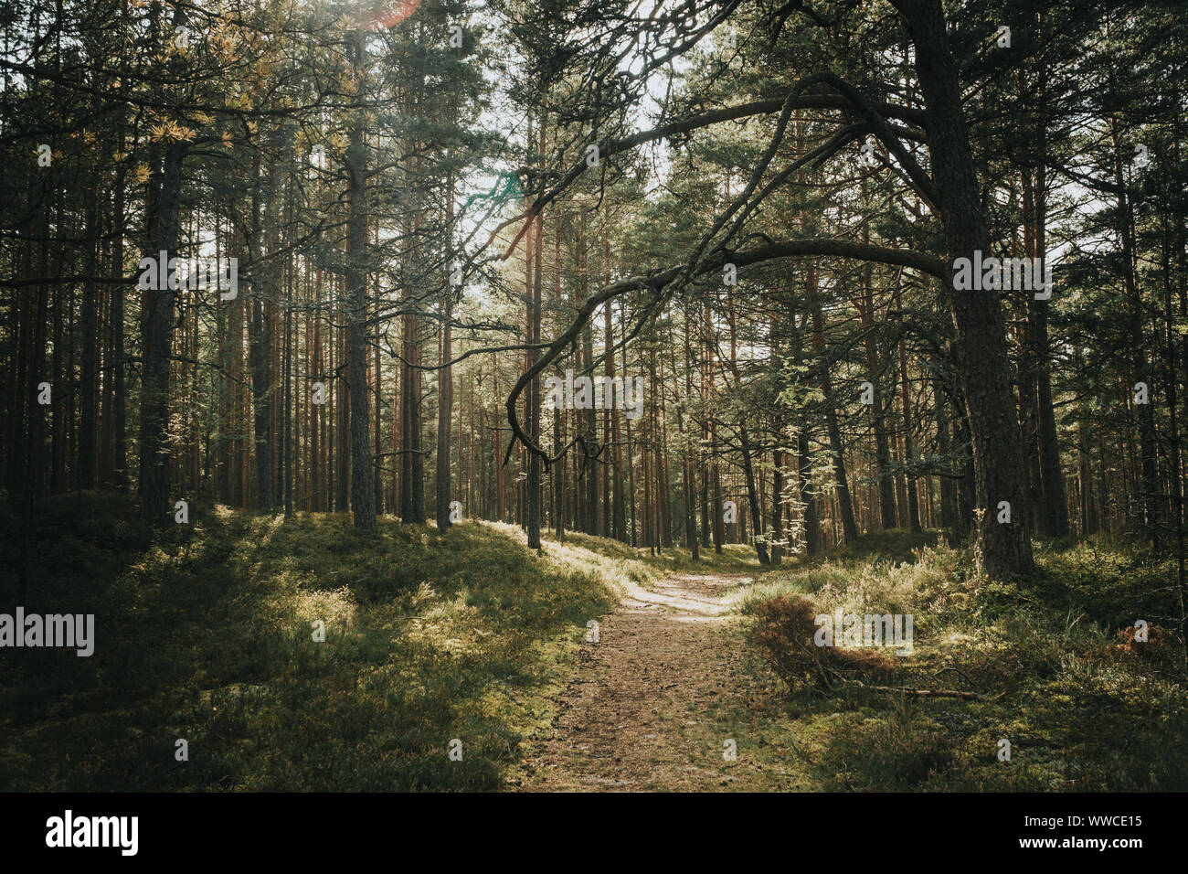 Empty footpath trees in park forest hi-res stock photography and images ...