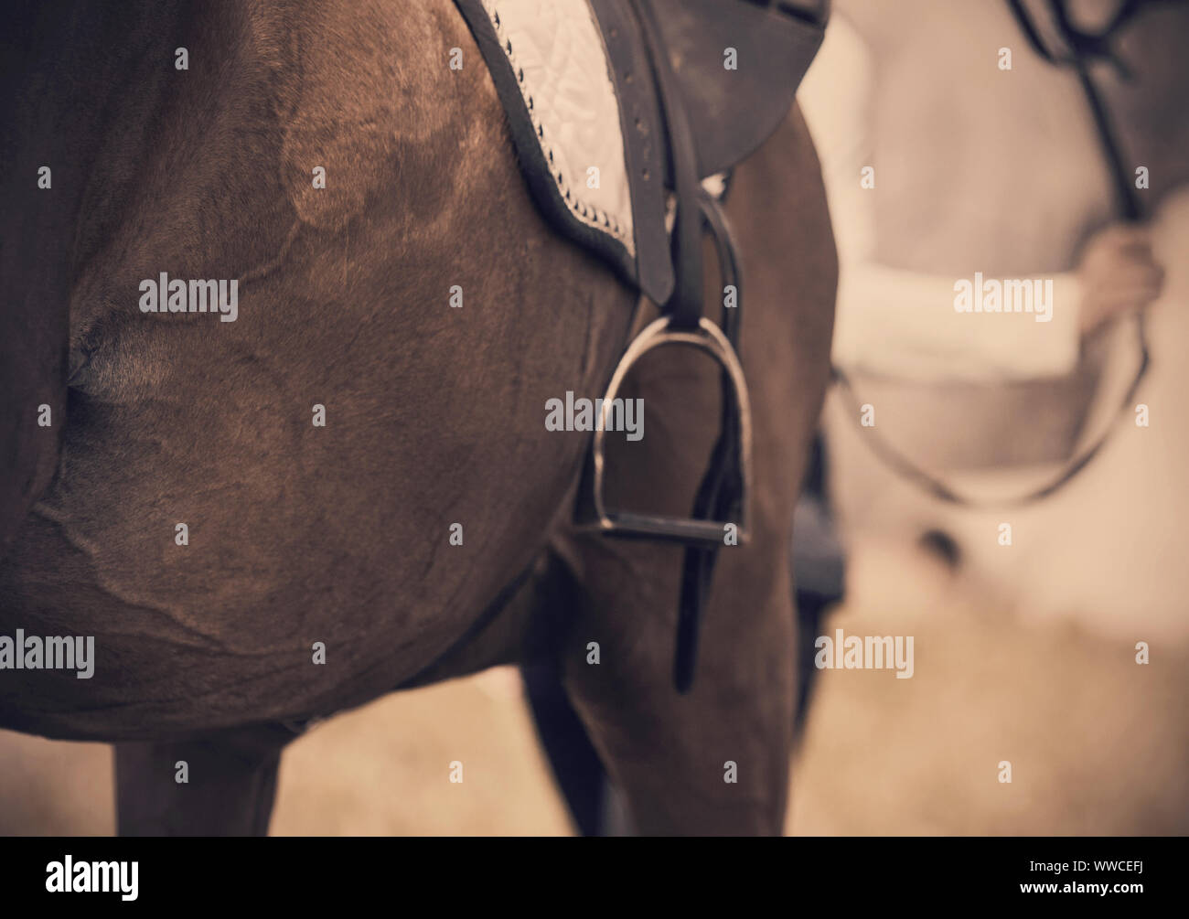 The belly of a Bay sports horse with smooth fur, which is wearing equestrian ammunition - saddlecloth, saddle and stirrup, and which is led by the bri Stock Photo
