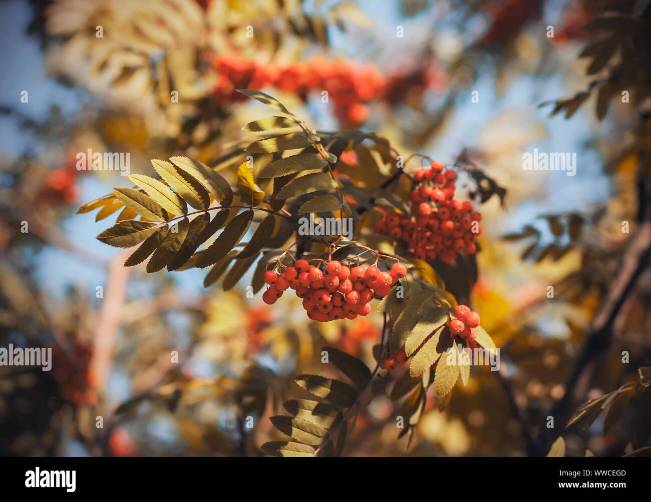 Red heavy bunches orange berries hi-res stock photography and images ...