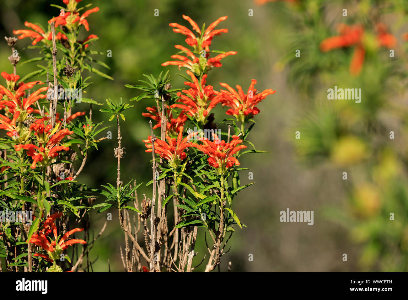 A wild dagga plant (Leonotis leonurus), also known as lion's tail,in the Intaka Bird sanctuary near Cape Town , South Africa . Stock Photo