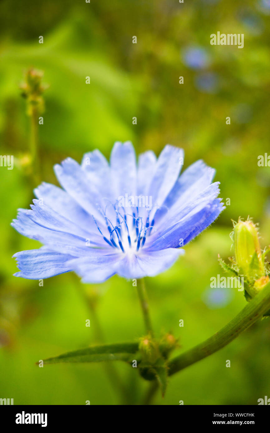 close up of a Common Chicory flower in nature Stock Photo