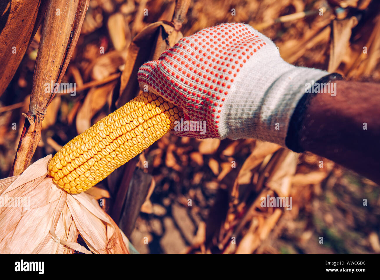 Hand picking corn cobs in field. Farmer harvesting ripe maize crops by