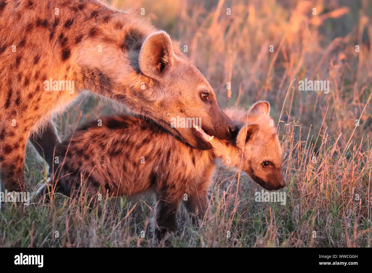 Spotted hyena adult and cub playing, Masai Mara National Park, Kenya. Stock Photo