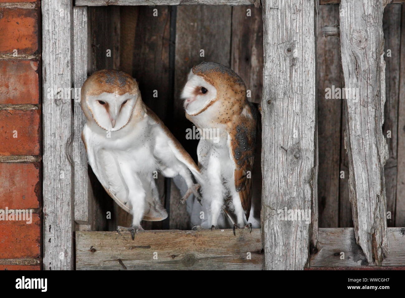 BARN OWL (Tyto alba) young at entrance to nest chamber, UK. Stock Photo