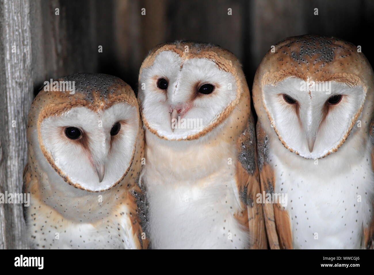BARN OWL, UK Stock Photo Alamy