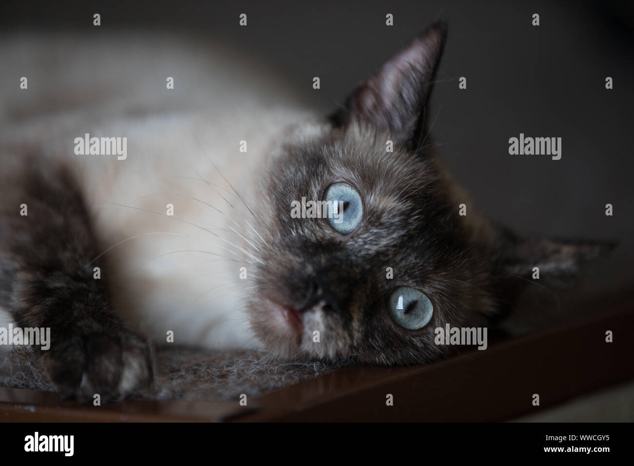 Cat in a private shelter Stock Photo Alamy